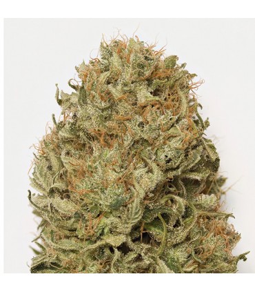 Auto Blue Dream  5 u. fem. Humboldt