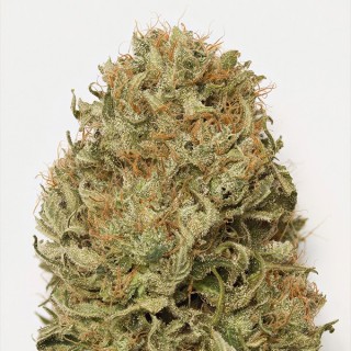 Auto Blue Dream 10 u. fem. Humboldt