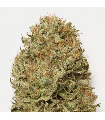 Auto Blue Dream 10 u. fem. Humboldt