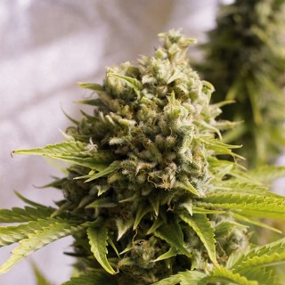 Auto Bubba Cheese fem. Humboldt