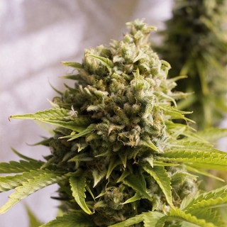 Auto Bubba Cheese 10 u. fem. Humboldt