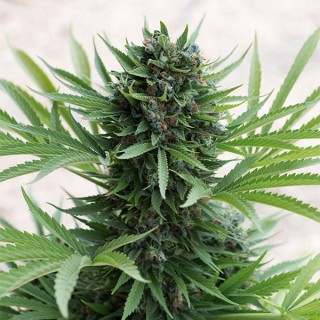 Auto Sour Diesel fem. Humboldt