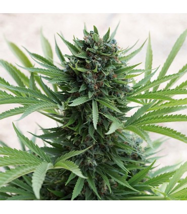 Auto Sour Diesel fem. Humboldt