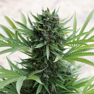 Auto Sour Diesel  5 u. fem. Humboldt