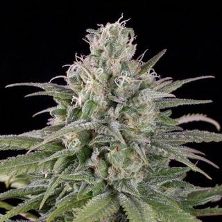 Auto UK Cheese fem. Humboldt