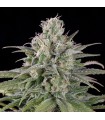 Auto UK Cheese fem. Humboldt