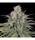 Auto  UK Cheese  5 u. fem. Humboldt