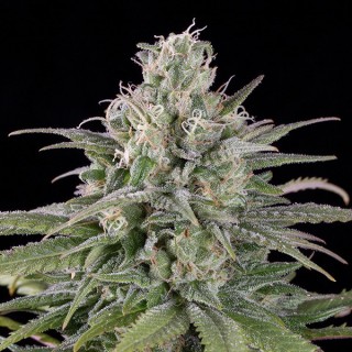 Auto  UK Cheese  5 u. fem. Humboldt