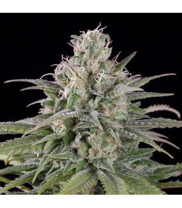 Auto  UK Cheese  5 u. fem. Humboldt