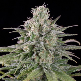 Auto  UK Cheese 10 u. fem. Humboldt