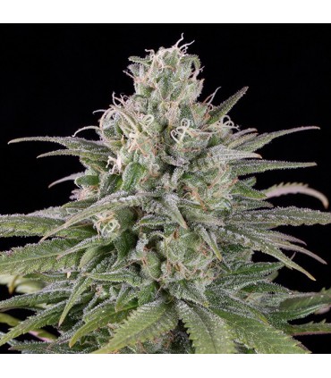 Auto  UK Cheese 10 u. fem. Humboldt