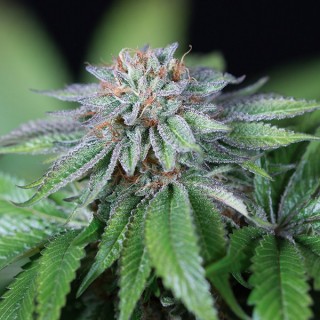 Ewe-2 - fem. Humboldt