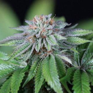 Ewe-2 -  5 u. fem. Humboldt