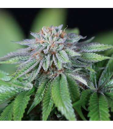 Ewe-2 -  5 u. fem. Humboldt