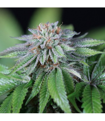 Ewe-2 - 10 u. fem. Humboldt