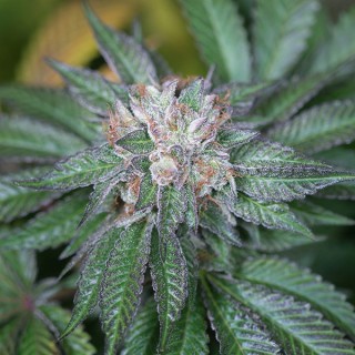 Master Kush fem. Humboldt