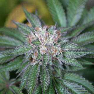 Master Kush  5 u. fem. Humboldt