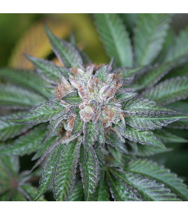 Master Kush  5 u. fem. Humboldt