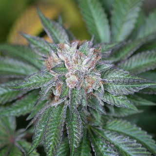 Master Kush 10 u. fem. Humboldt