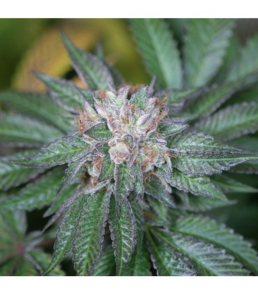 Master Kush 10 u. fem. Humboldt