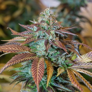 Lemon Kush Headband fem. Humboldt