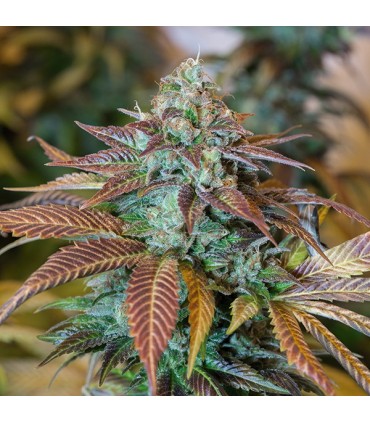 Lemon Kush Headband fem. Humboldt