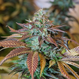 Lemon Kush Headband  5 u. fem. Humboldt