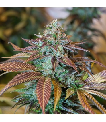 Lemon Kush Headband  5 u. fem. Humboldt