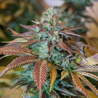 Lemon Kush Headband 10 u. fem. Humboldt