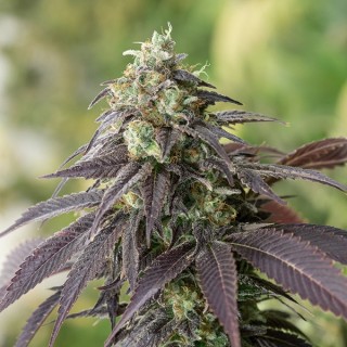 707 Headband  5 u. fem.Humboldt