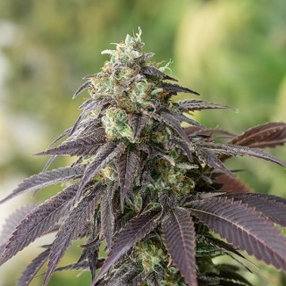 707 Headband 10 u. fem.Humboldt