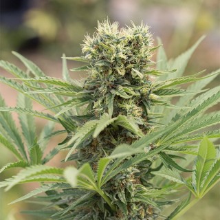 Dedoverde Haze fem. Humboldt