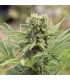 Dedoverde Haze  5 u. fem. Humboldt