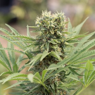 Dedoverde Haze  5 u. fem. Humboldt