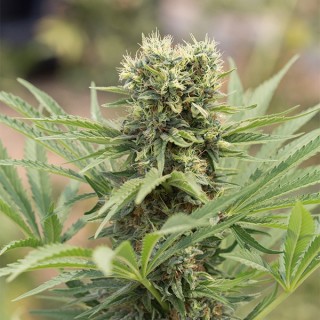 Dedoverde Haze 10 u. fem. Humboldt