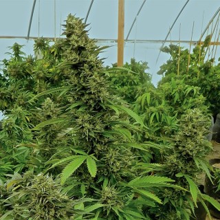 Chemdawg  5 u. fem. Humboldt
