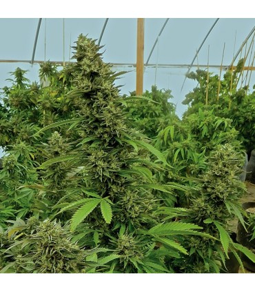 Chemdawg  5 u. fem. Humboldt