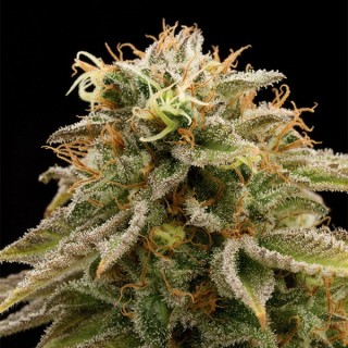 Lemon Thai Kush fem. Humboldt