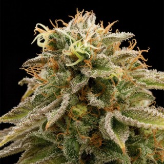 Lemon Thai Kush  5 u. fem. Humboldt