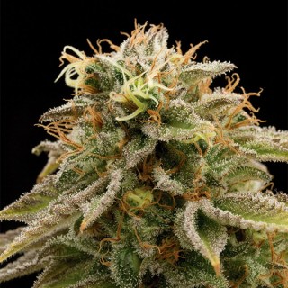 Lemon Thai Kush 10 u. fem. Humboldt