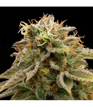 Lemon Thai Kush 10 u. fem. Humboldt