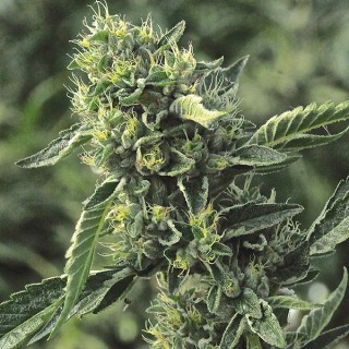 OG kush  5 u. fem. Humboldt