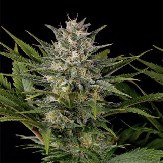 Pineapple Skunk fem. Humboldt