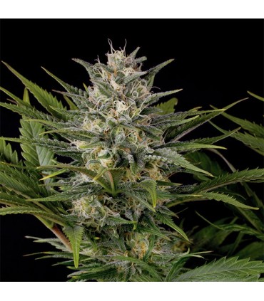 Pineapple Skunk fem. Humboldt