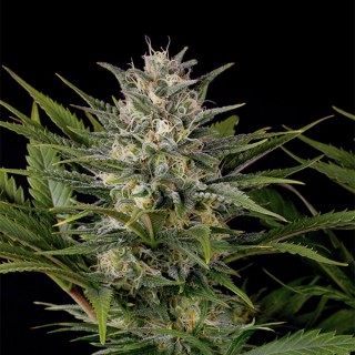 Pineapple Skunk  5 u. fem. Humboldt