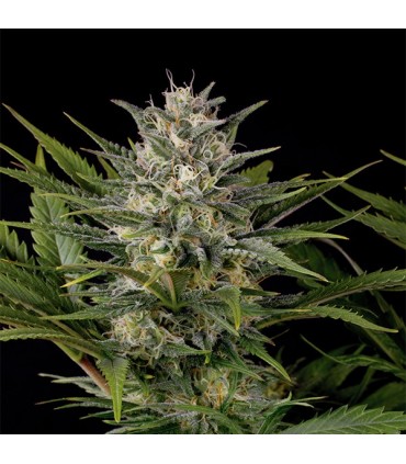 Pineapple Skunk  5 u. fem. Humboldt