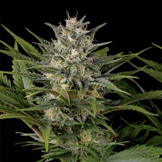 Pineapple Skunk 10 u. fem. Humboldt