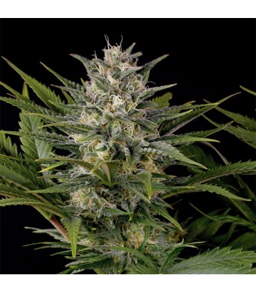 Pineapple Skunk 10 u. fem. Humboldt