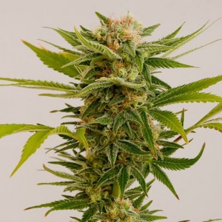 Sour DieselN2 - fem. Humboldt