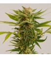 Sour DieselN2 - fem. Humboldt